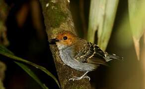 Common Scale-backed Antbird