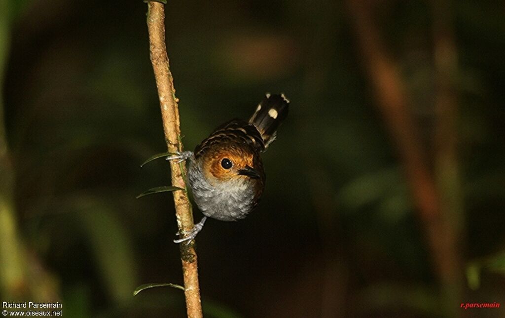 Common Scale-backed Antbird female adult