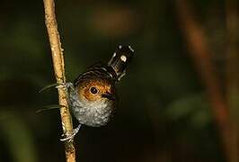 Common Scale-backed Antbird