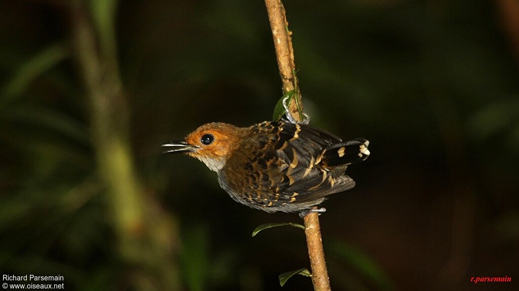 Common Scale-backed Antbird female adult, Behaviour