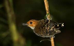 Common Scale-backed Antbird