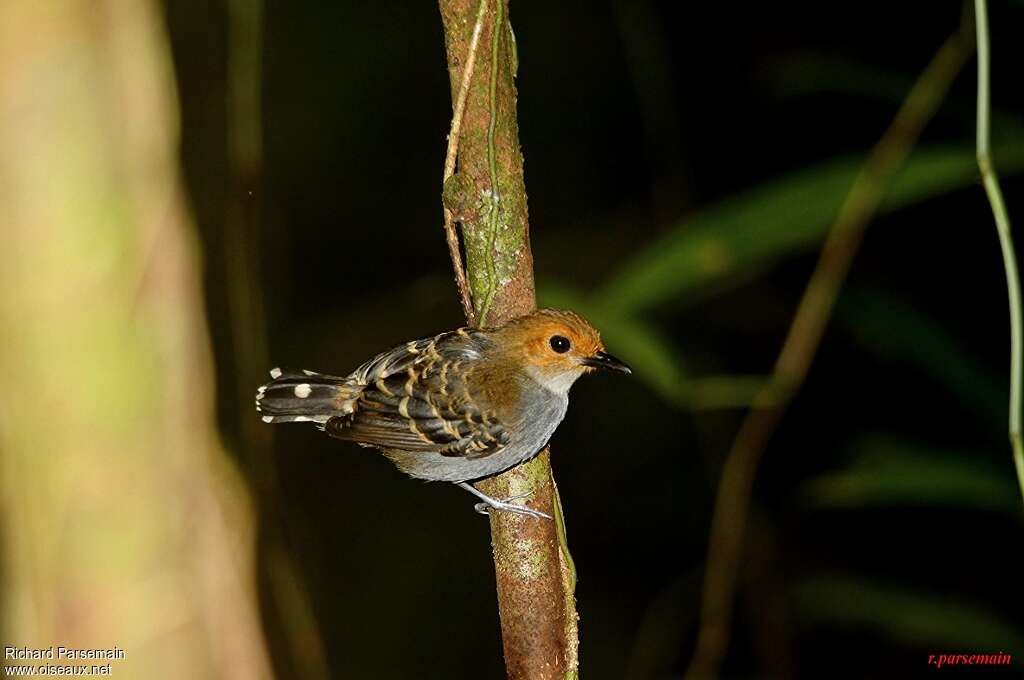 Fourmilier zébré femelle adulte, identification