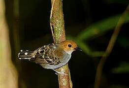 Common Scale-backed Antbird