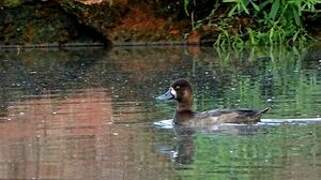 Lesser Scaup