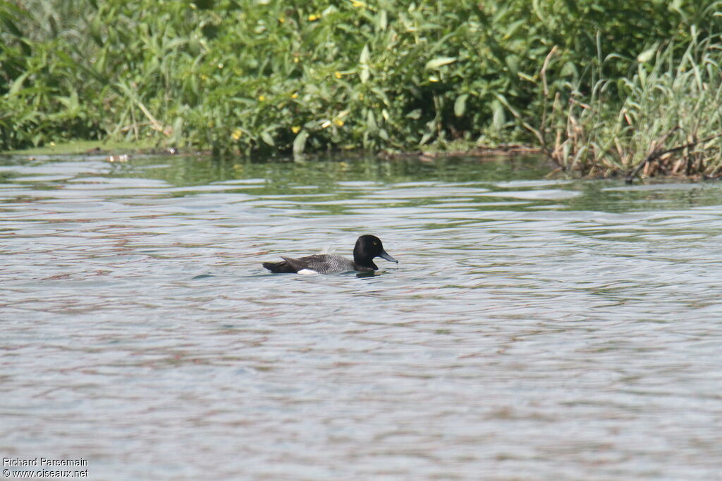 Lesser Scaupadult, swimming