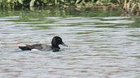 Fuligule à tête noire