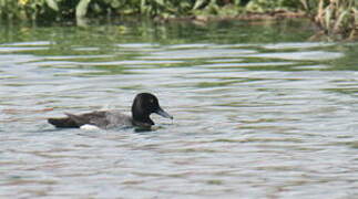 Lesser Scaup