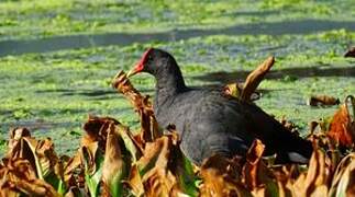 Common Gallinule