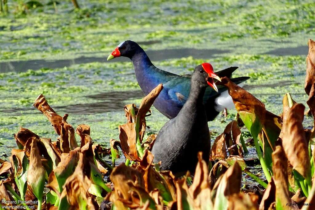 Gallinule d'Amériqueadulte, pigmentation, chant