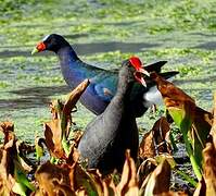 Gallinule d'Amérique