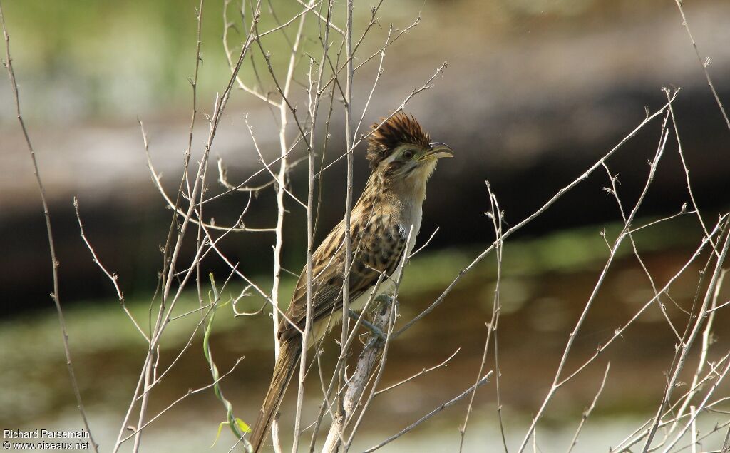 Striped Cuckooadult