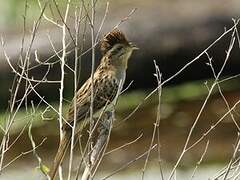 Striped Cuckoo