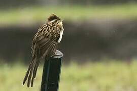 Striped Cuckoo