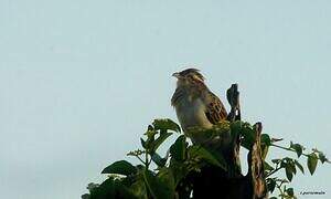 Striped Cuckoo