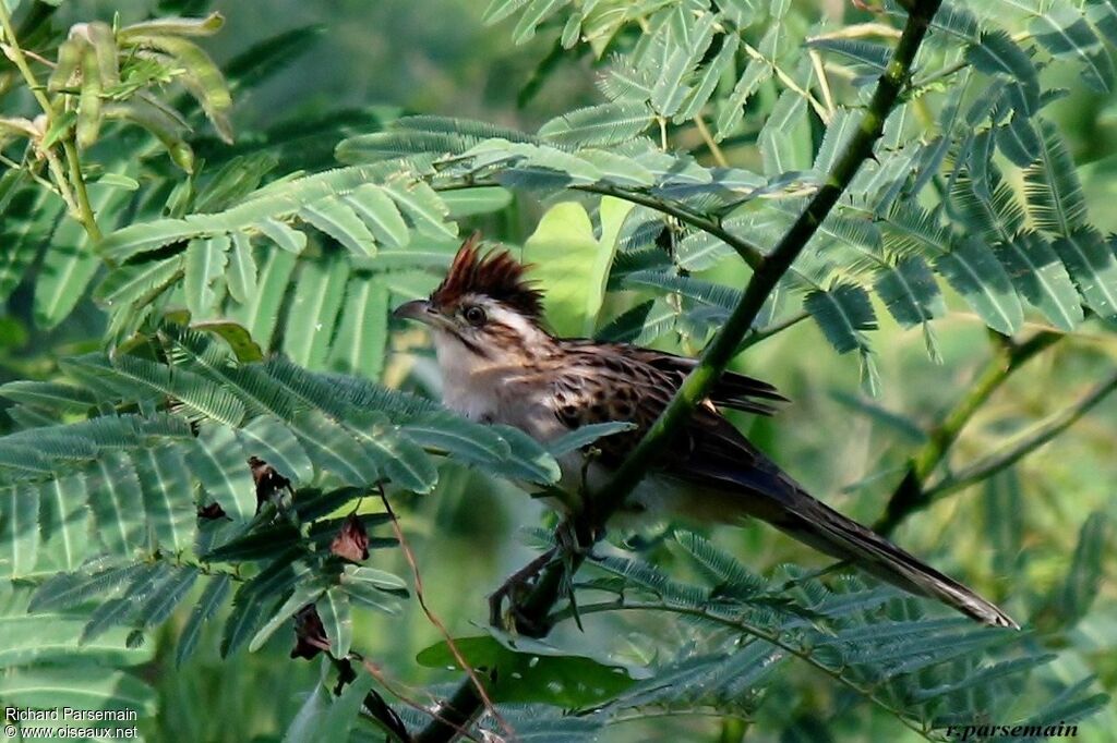 Striped Cuckooadult