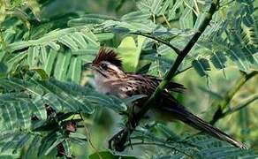 Striped Cuckoo