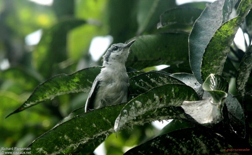 Gobemoucheron tropical femelle adulte