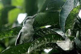 Tropical Gnatcatcher