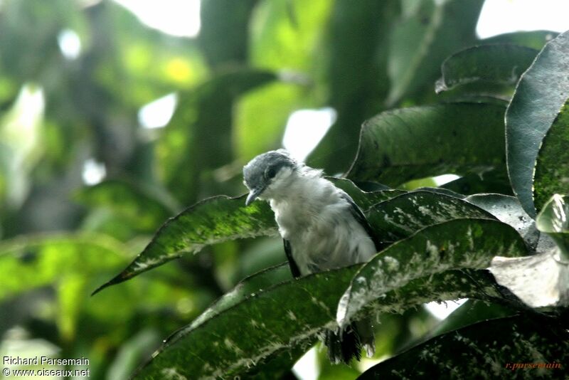 Gobemoucheron tropical femelle adulte