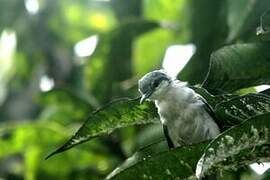 Tropical Gnatcatcher