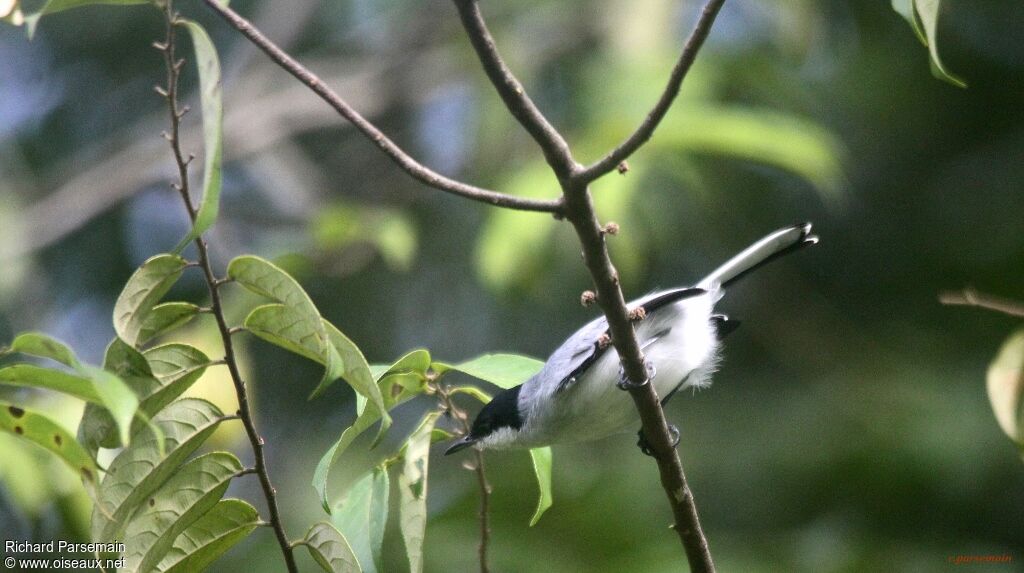 Tropical Gnatcatcher male adult