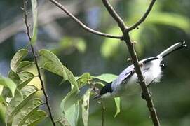 Tropical Gnatcatcher