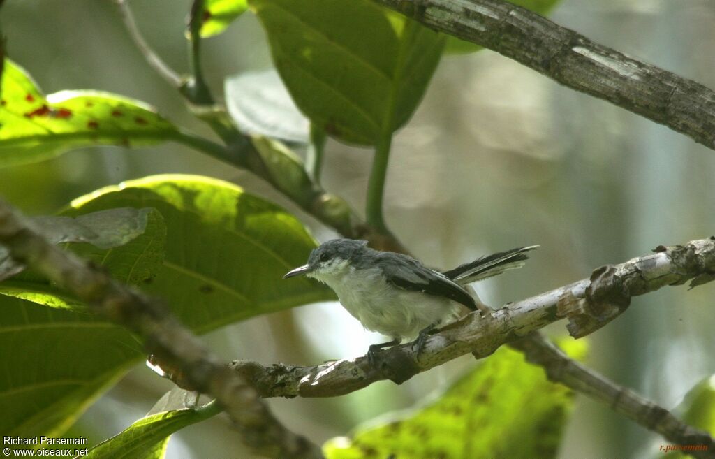 Tropical Gnatcatcher female adult