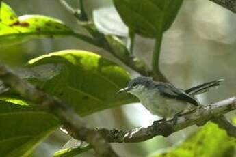 Gobemoucheron tropical