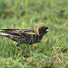 Goglu des prés