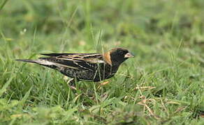 Bobolink