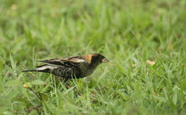 Goglu des prés