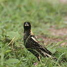 Goglu des prés
