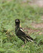 Bobolink