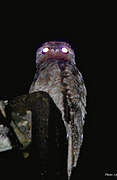 Great Potoo