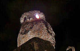 Great Potoo