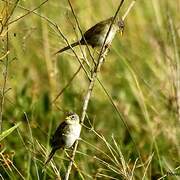 Wedge-tailed Grass Finch