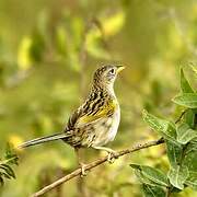 Wedge-tailed Grass Finch