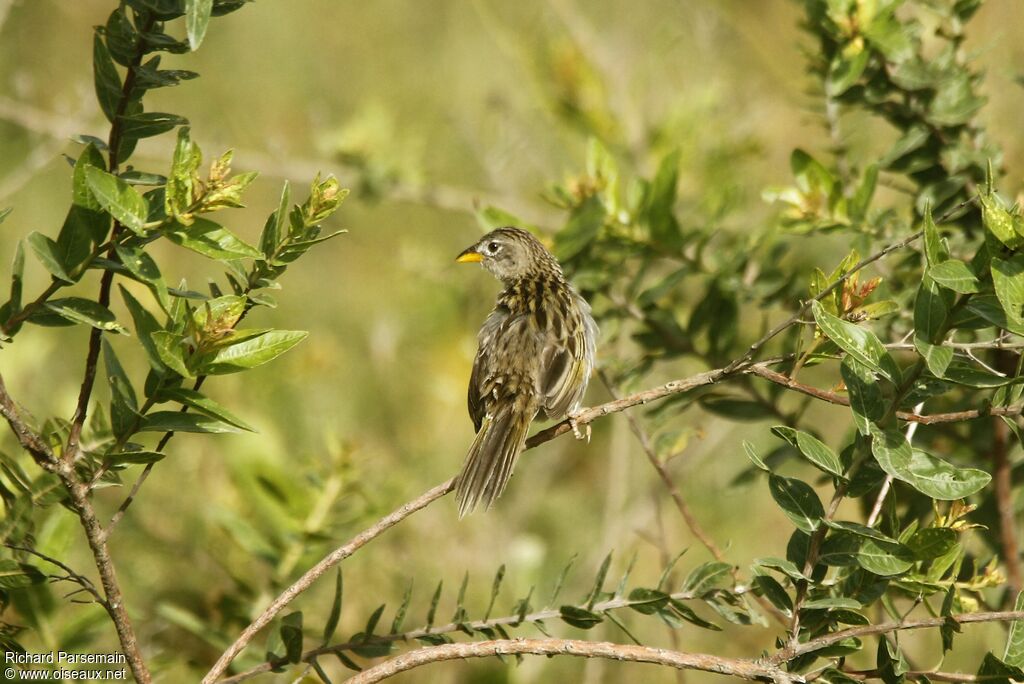 Wedge-tailed Grass Finchadult