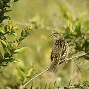 Wedge-tailed Grass Finch