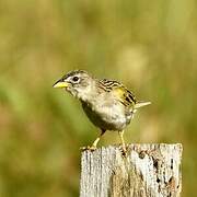 Wedge-tailed Grass Finch