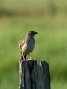 Wedge-tailed Grass Finch