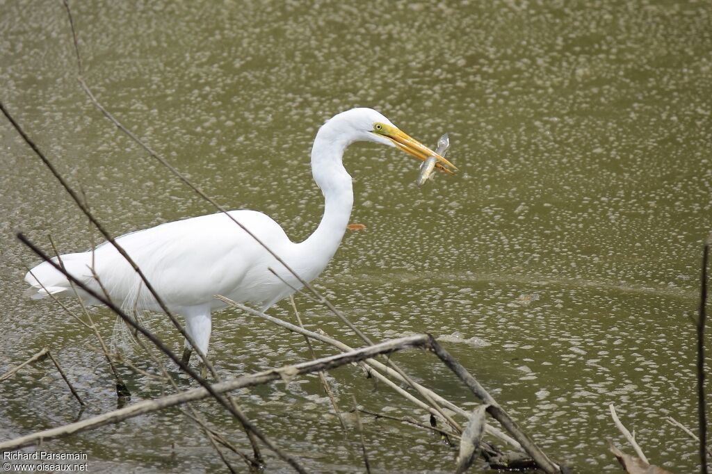 Grande Aigrette