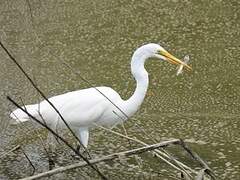 Grande Aigrette