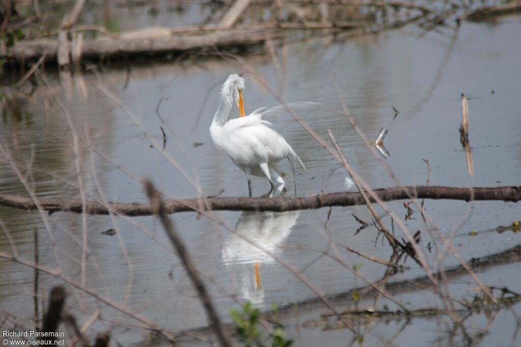 Grande Aigrette