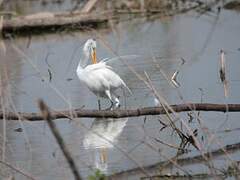 Grande Aigrette