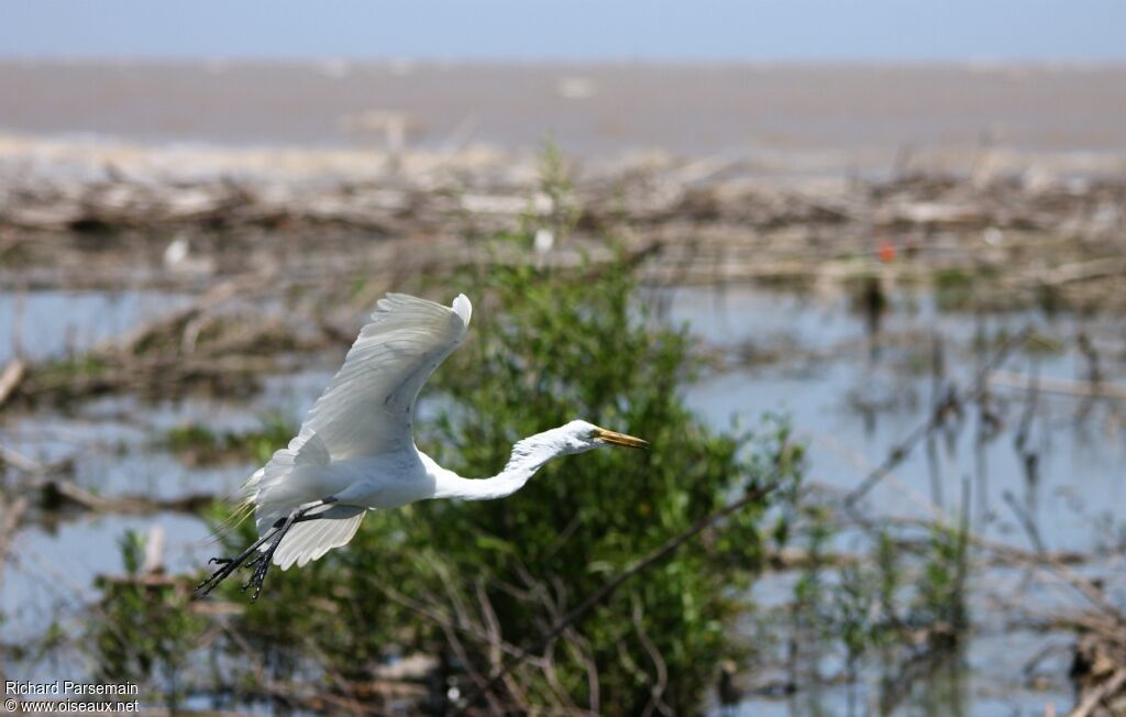 Grande Aigrette