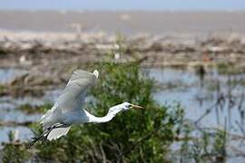 Grande Aigrette