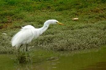 Grande Aigrette