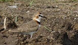 Collared Plover