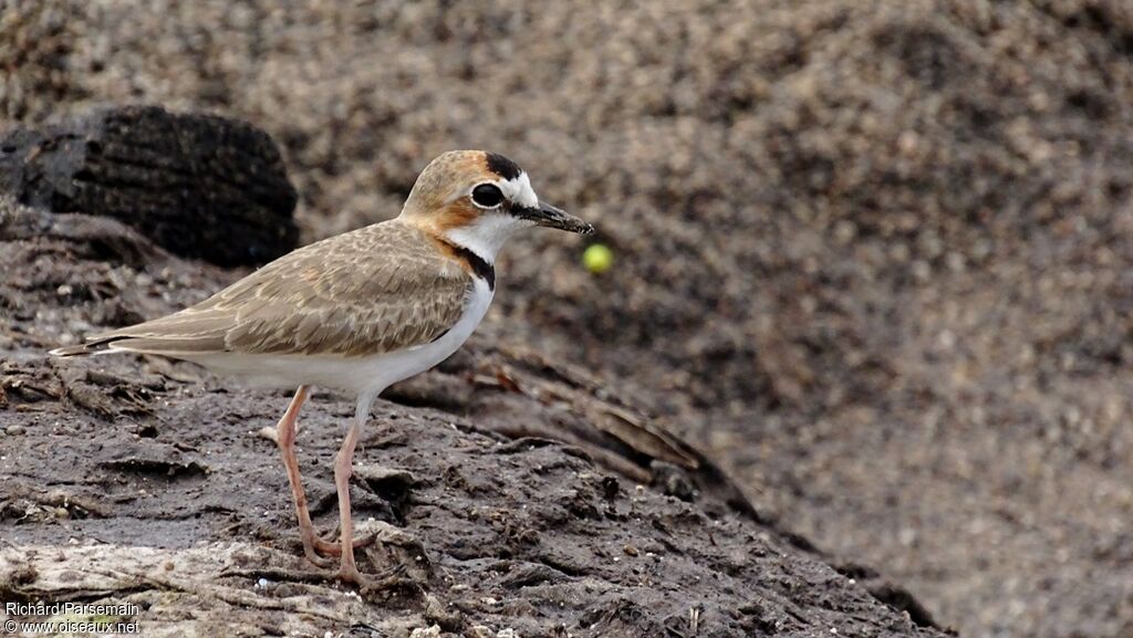 Collared Ploveradult